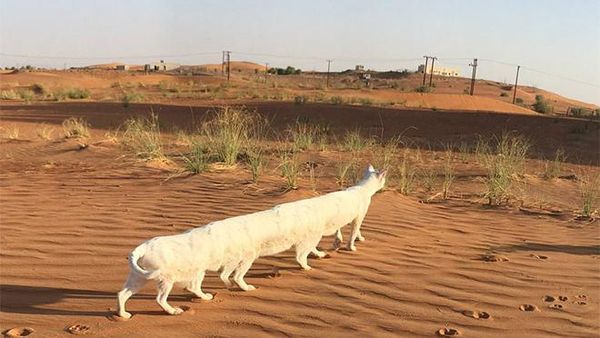 Bikin Ngakak! Deretan Foto Panorama Kucing yang Gagal