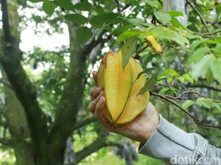 Pekarangan Rumah Disulap Jadi Kebun Belimbing Dewa yang Menguntungkan
