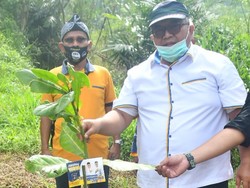 Hari Pohon Sedunia, Cabup Marwan Ingatkan soal Mencintai Lingkungan