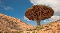 Socotra Tempat Sembunyi Dajjal Punya Pohon dan Alam yang Unik