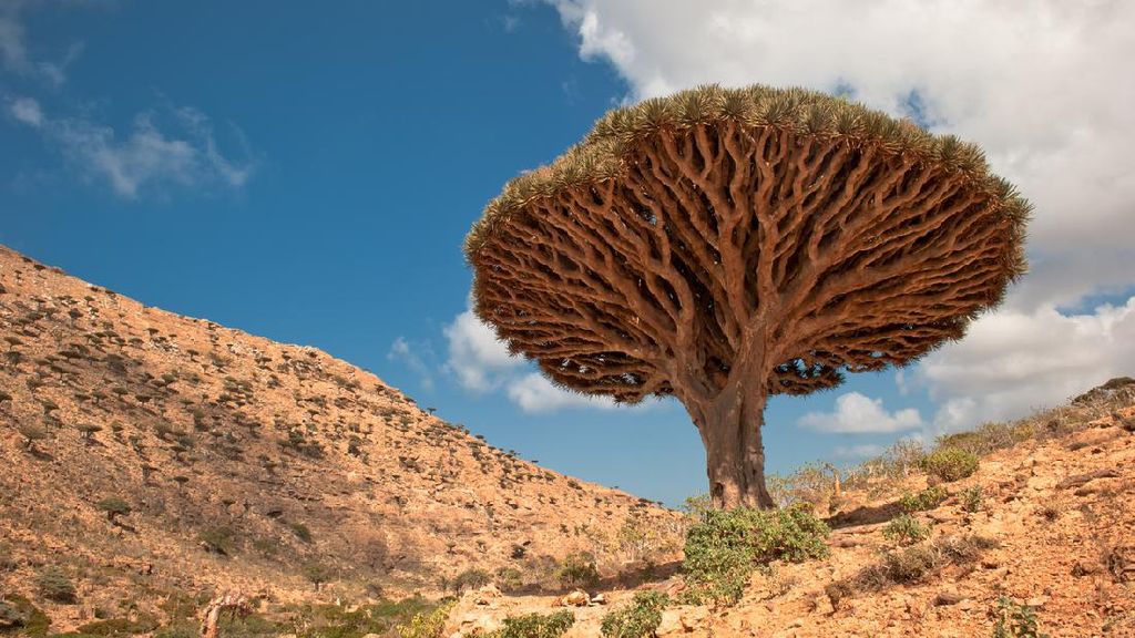 Socotra Tempat Sembunyi Dajjal Punya Pohon dan Alam yang Unik Socotra Tempat Sembunyi Dajjal Punya Pohon dan Alam yang Unik