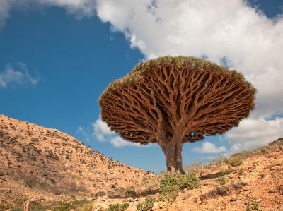 Socotra Tempat Sembunyi Dajjal Punya Pohon dan Alam yang Unik