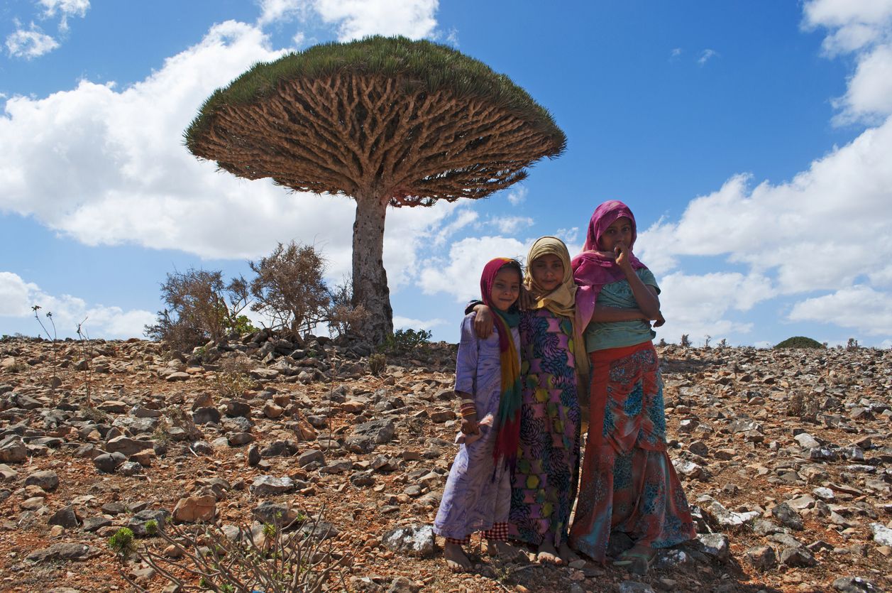 Pulau Socotra dan pohon darah naga