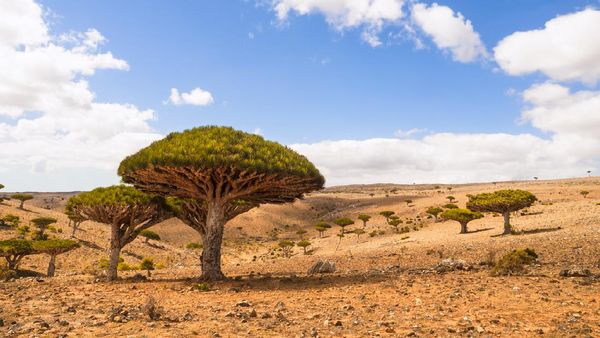 Foto Pohon Aneh di Pulau Alien yang ada di Bumi