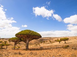 Misterius! Pulau Socotra yang Disebut-sebut Sebagai Tempat Tinggal Dajjal