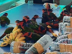 Suara Burung Nuri dalam Botol Gagalkan Penyelundupan Satwa Dilindungi