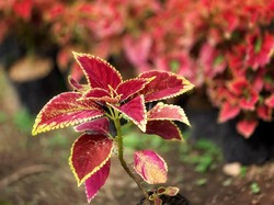 Mengenal Tanaman Hias Miana yang Cantik, Ini Cara Perawatannya Agar Rimbun