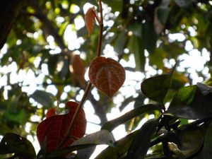 7 Manfaat Sirih Merah bagi Kesehatan, Ada Kandungan Antioksidannya
