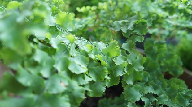 Suplir adiantum plant from sumatra island in indonesia