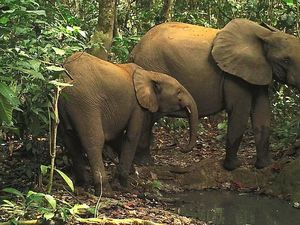 Teknologi Deteksi Suara Tembakan Bisa Selamatkan Spesies Terancam