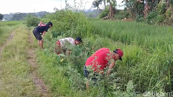 Uang Puluhan Juta Berceceran Ditemukan di Selokan Ini