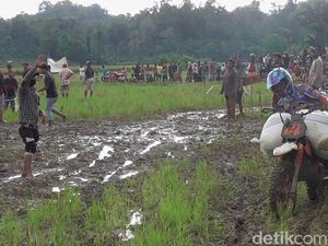 Pesta Panen di Polman Dimeriahkan Balap Motor Bawa Gabah di Jalur Berlumpur