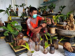 Bonsai Kelapa, Buatnya Mesti Sabar dan Telaten Tapi Cukup Tinggi Nominalnya