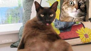 Editan Kucing Lagi Video Call, Bikin Senyum-senyum