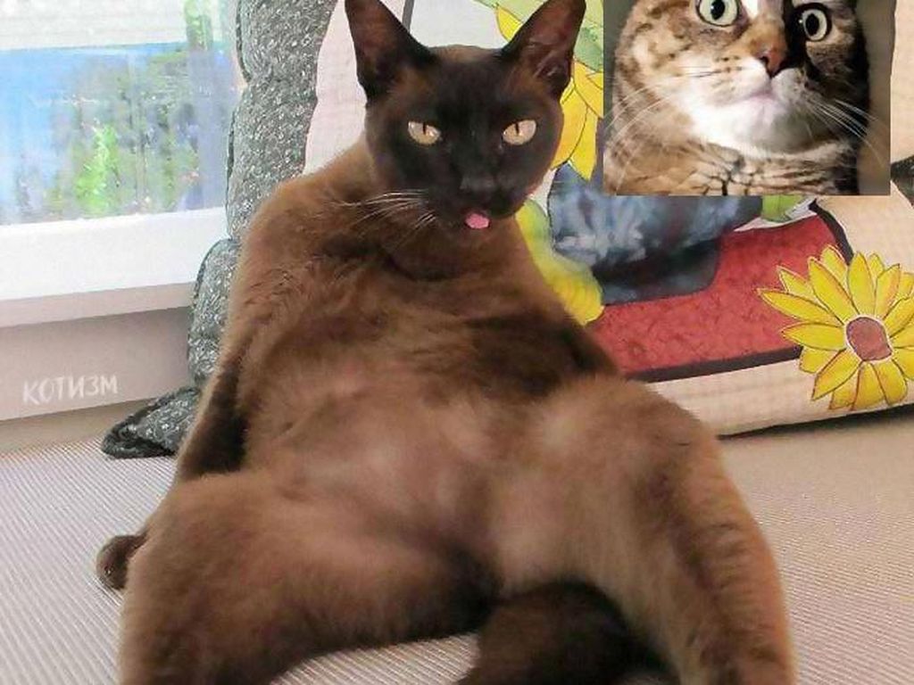 Editan Kucing Lagi Video Call, Bikin Senyum-senyum Editan Kucing Lagi Video Call, Bikin Senyum-senyum