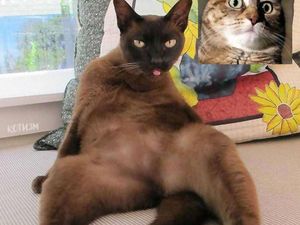 Editan Kucing Lagi Video Call, Bikin Senyum-senyum Editan Kucing Lagi Video Call, Bikin Senyum-senyum