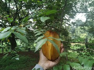 Asyik! Begini Serunya Wisata Panen Belimbing Dewa di Depok Asyik! Begini Serunya Wisata Panen Belimbing Dewa di Depok