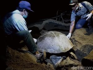 Penyu Bertelur di Pantai Sukamade Banyuwangi, Penuh Perjuangan!