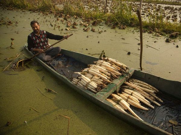 Potret Kehidupan Para Petani Batang Teratai di Kashmir