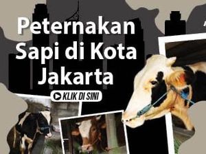 Ternak Sapi di Tengah Padatnya Pemukiman Ibu Kota Jakarta