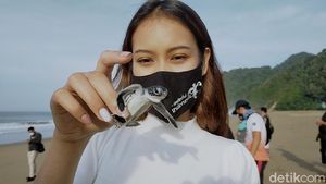 Foto: Tukik-tukik Penyu Lucu yang Dilepas di Pantai Sukamade