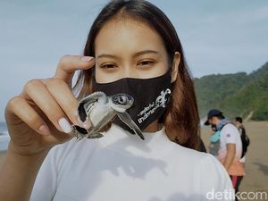 Foto: Tukik-tukik Penyu Lucu yang Dilepas di Pantai Sukamade