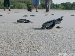 Gila! 185 Ekor Tukik Diselundupkan: Dibungkus Plastik dan Ditumpuk dalam Koper