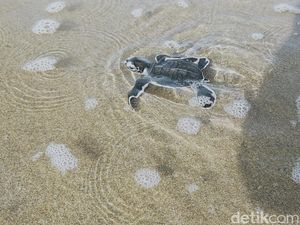 Saat Tukik-tukik Lucu Dilepas di Pantai Sukamade Banyuwangi