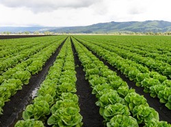 Startup Pertanian Asal Abu Dhabi Dapat Pendanaan Rp 864 M