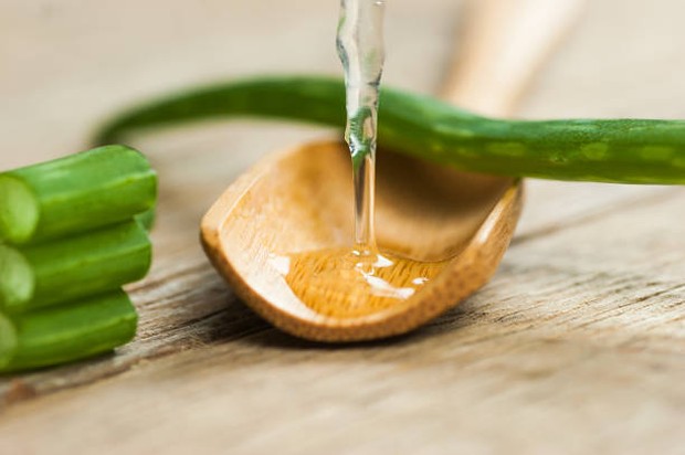 Lidah buaya sebagai alternatif pengganti krim cukur / Foto: istockphoto.com