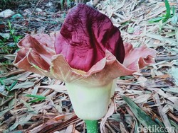 Bunga Bangkai Suweg Tumbuh di Klaten, Lalat Mulai Mengerubunginya