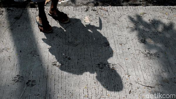 Hi... Jejak Kaki Macan Nampang di Jalur Evakuasi Merapi