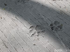 Penampakan Jejak Kaki Diduga Tapak Macan di Jalur Evakuasi Merapi