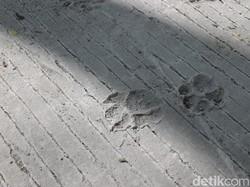 Penampakan Jejak Kaki Diduga Tapak Macan di Jalur Evakuasi Merapi