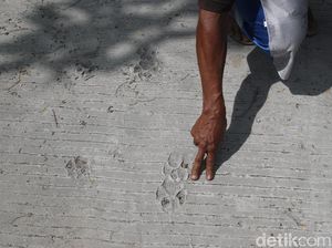 TNGM Pastikan Jejak Kaki yang Hebohkan Warga Merapi Bukan Macan, Tapi...