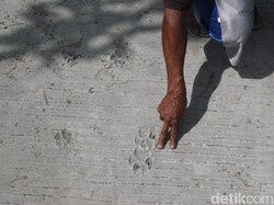 TNGM Pastikan Jejak Kaki yang Hebohkan Warga Merapi Bukan Macan, Tapi...