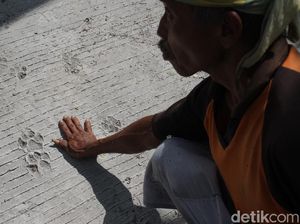 TNGM: Jejak Macan Tutul di Gunung Merapi Terakhir Ditemukan 2012