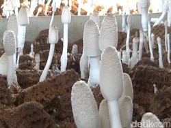 Cara Sederhana Budi Daya Jamur Tongkol Jagung