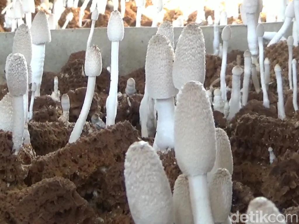 Cara Sederhana Budi Daya Jamur Tongkol Jagung Cara Sederhana Budi Daya Jamur Tongkol Jagung