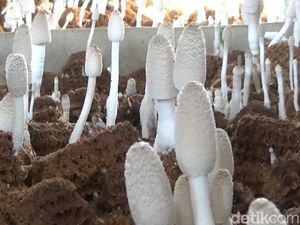 Cara Sederhana Budi Daya Jamur Tongkol Jagung Cara Sederhana Budi Daya Jamur Tongkol Jagung