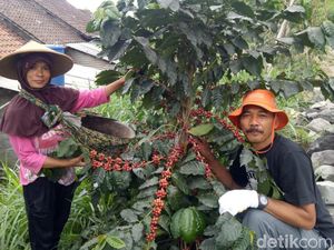 Kopi Petruk yang Tak Ada Kaitan dengan Legenda Mbah Petruk