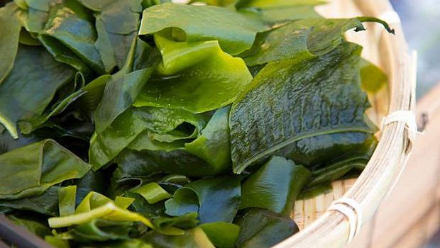 Rumput laut cikal bakal penyedap rasa