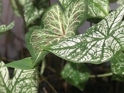 10 Penyebab Tanaman Hias Layu dan Cara Mengobatinya