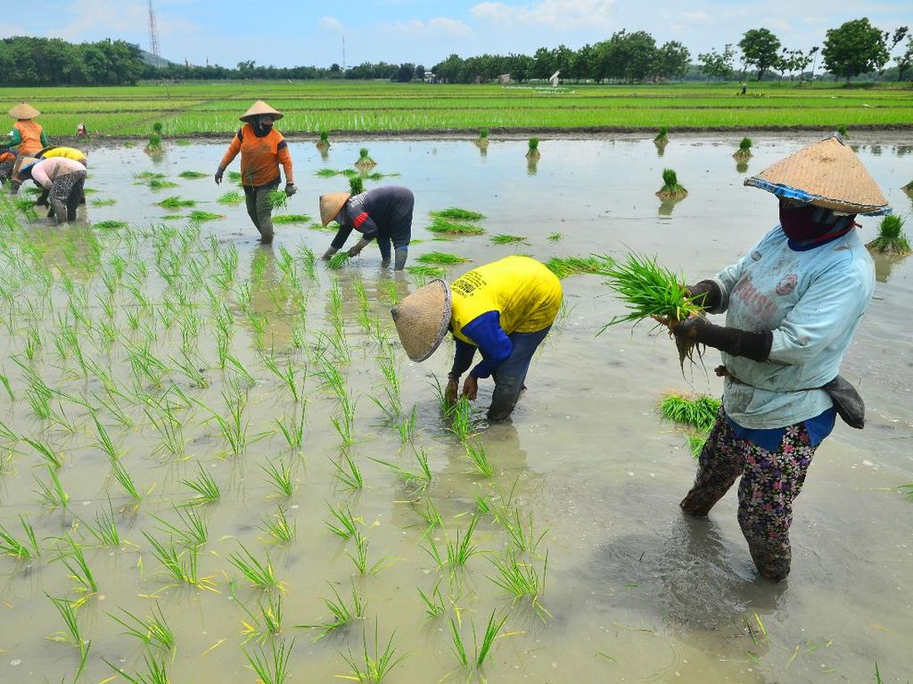 Target Produksi Padi 2021 Capai 63,50 Juta Ton Target Produksi Padi 2021 Capai 63,50 Juta Ton