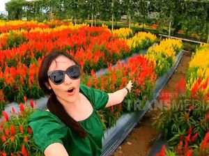 Celebrity on Vacation: Main ke Kebun Bunga Argowisata Banyuwangi Celebrity on Vacation: Main ke Kebun Bunga Argowisata Banyuwangi