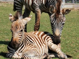 Kasihan, Bayi Zebra Mati Gara-gara Kaget Suara Kembang Api