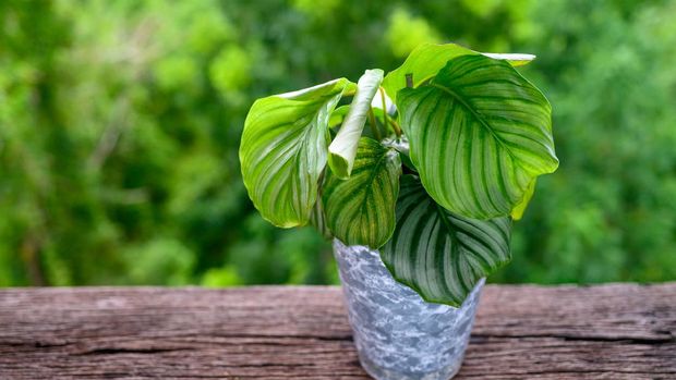 Calathea Orbifolia