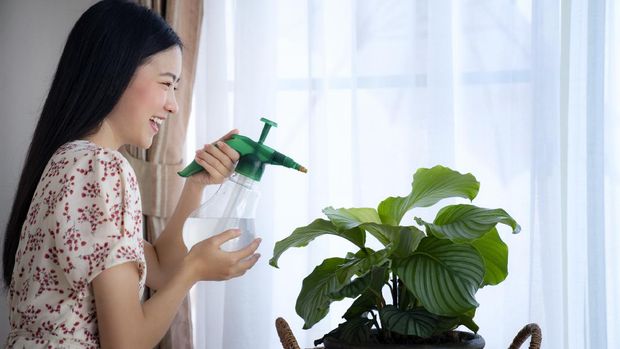 Asian girl Water the plants in house, this image can use for Calathea orbifolia, Water the plants, fertilizer and house plants concept.