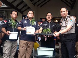 Tolak Gugatan Penderita Epilepsi, MK Tegaskan Ganja Hidroponik Langgar UU