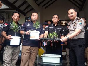 Tolak Gugatan Penderita Epilepsi, MK Tegaskan Ganja Hidroponik Langgar UU Tolak Gugatan Penderita Epilepsi, MK Tegaskan Ganja Hidroponik Langgar UU